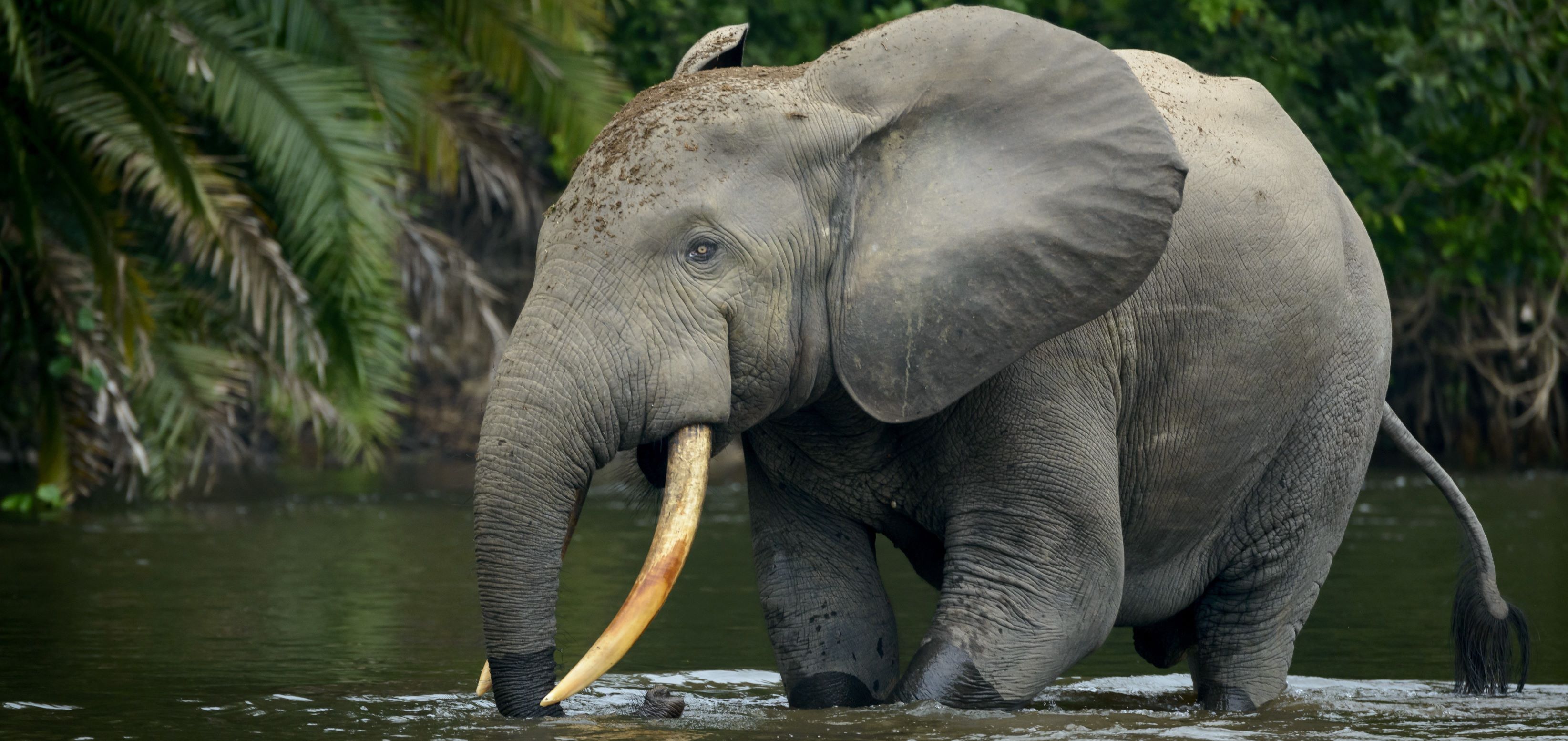 Scalable Camera Trap Data Analytics